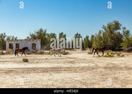 Wild horses walk past an abandoned building that sits alongside the roadway near Death Valley Junction in the Funeral Mountains Wilderness Area, Calif Stock Photo