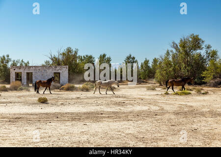 Wild horses walk past an abandoned building that sits alongside the roadway near Death Valley Junction in the Funeral Mountains Wilderness Area, Calif Stock Photo