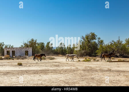 Wild horses walk past an abandoned building that sits alongside the roadway near Death Valley Junction in the Funeral Mountains Wilderness Area, Calif Stock Photo