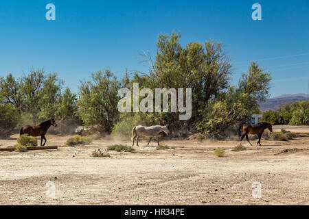 Wild horses walk past an abandoned building that sits alongside the roadway near Death Valley Junction in the Funeral Mountains Wilderness Area, Calif Stock Photo