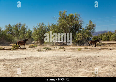 Wild horses walk past an abandoned building that sits alongside the roadway near Death Valley Junction in the Funeral Mountains Wilderness Area, Calif Stock Photo