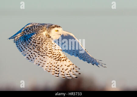 Female Snowy Owl in Flight, Ottawa, Canada Stock Photo