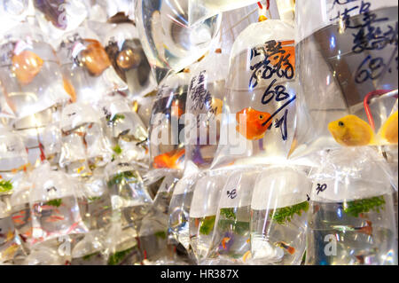 Live fish for sale in plastic bags in a Hong Kong market Stock Photo - Alamy