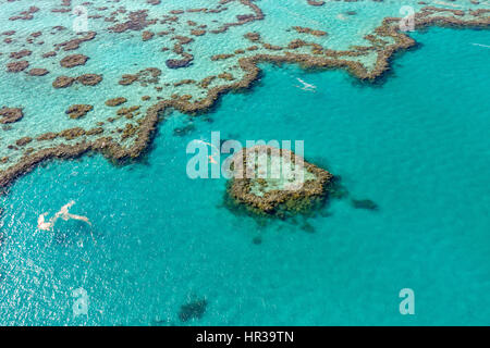 Coral Reef, Heart Reef, part of Hardy Reef, Outer Great Barrier Reef, Queensland, Australia Stock Photo