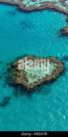 Coral Reef, Heart Reef, part of Hardy Reef, Outer Great Barrier Reef, Queensland, Australia Stock Photo