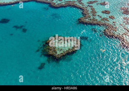 Coral Reef, Heart Reef, part of Hardy Reef, Outer Great Barrier Reef, Queensland, Australia Stock Photo