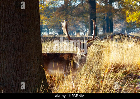 Fallow deer in Richmond Park, London Stock Photo