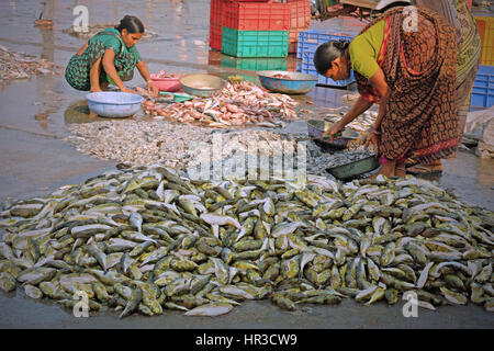 Women sorting freshly landed fish on the quayside for sale at the nearby market at the port of Vanakbara on Diu Island in Gujarat state, India Stock Photo