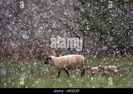 Roseburg, Oregon, USA. 26th Feb, 2017. Snow blankets a sheep pasture in rural southwestern Oregon near Elkton. The National Weather Service has issued a winter weather advisory for the area. Credit: Robin Loznak/ZUMA Wire/Alamy Live News Stock Photo