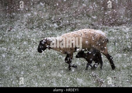 Roseburg, Oregon, USA. 26th Feb, 2017. Snow blankets a sheep pasture in rural southwestern Oregon near Elkton. The National Weather Service has issued a winter weather advisory for the area. Credit: Robin Loznak/ZUMA Wire/Alamy Live News Stock Photo