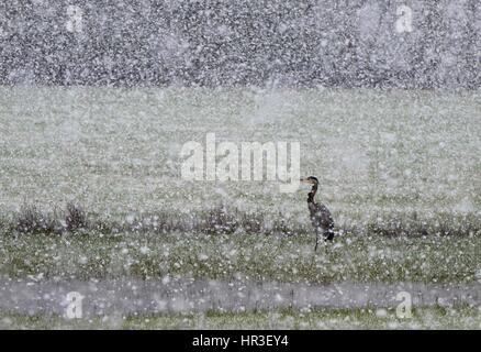 Roseburg, Oregon, USA. 26th Feb, 2017. A great blue heron stands in a snowy sheep pasture in rural southwestern Oregon near Elkton. The National Weather Service has issued a winter weather advisory for the area. Credit: Robin Loznak/ZUMA Wire/Alamy Live News Stock Photo