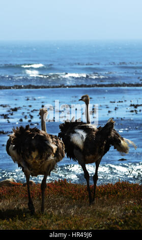 African Ostriches (Struthio camelus) foraging next to beach near Cape of Good Hope, Western Cape, South Africa Stock Photo