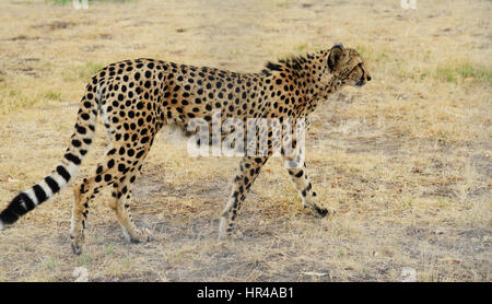 A beautiful male cheetah with a coat covered with dark black spots. Stock Photo