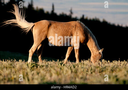 Pryor Mountain mustang grazing in south-central Montana Stock Photo