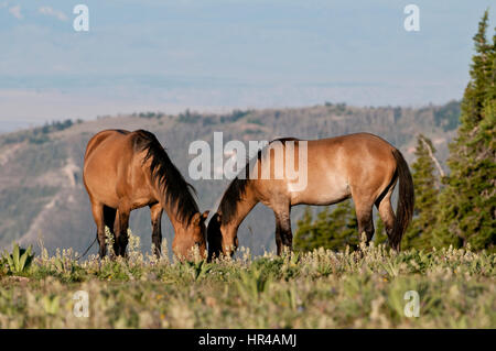 Pryor Mountain mustangs feeding in south-central Montana Montana Stock Photo