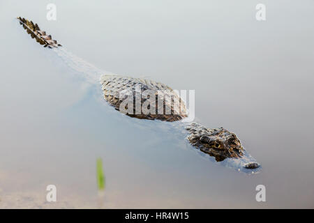 Yacare Caimans inhabit Central and South America. They are relatively small sized crocodilians, however still reach lengths of 2 - 3 m.  In Pantanal a Stock Photo