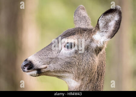 Close-up profile of a female Mule Deer (doe) in the forest at Northwest Trek Wildlife Park near Eatonville, Washington, USA Stock Photo