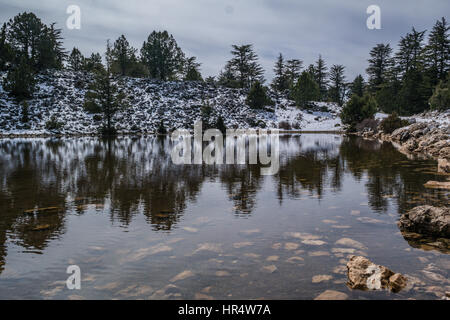 nice snowy pine forest reflections on the pond,arsakoy fethiye turkey. karlı cam ormanlarının su goleti uustunde yansimalari arsakoy fethiye Stock Photo