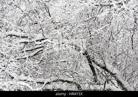 snow covered leafless branches in the winter Stock Photo