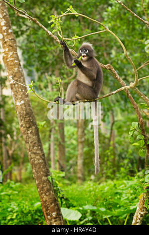 a spectacled langur monkey or Trachypithecus obscurus sitting in a tree eating leaves Stock Photo