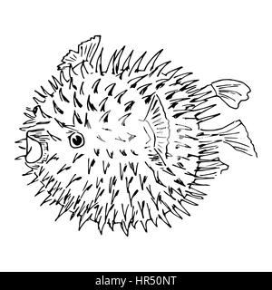 Blowfish or diodon holocanthus or puffer fish or balloonfish or globefish or swellfish or bubblefish or toadfish. Sketch illustration. isolated. Reali Stock Vector