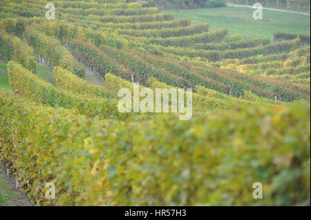 Wineyards in Alba, Piemonte Stock Photo