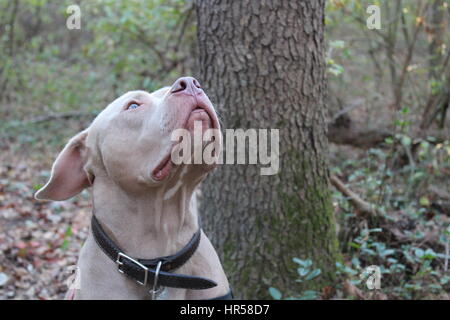 American Staffordshire Terrier. Pitbull Stock Photo