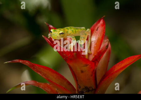 The Reticulated Glass Frog, Hyalinobatrachium valerioi, is a nocturnal frog found in the rainforests from Costa Rica to Ecuador. Stock Photo