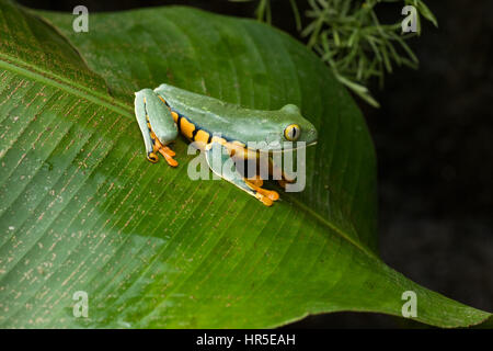 Splendid Leaf Frog, Agalychnis calcarifer, is a nocturnal tree frog found in tropical rainforests from Nicaragua to Columbia and Ecuador.  Photo in Co Stock Photo
