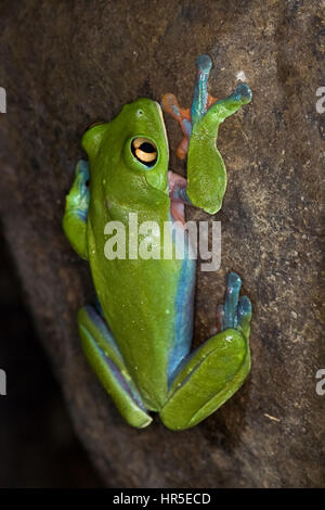 The Blue-sided Leaf Frog or Yellow-eyed or Orange-eyed Tree Frog, Agalychnis annae, is an endangered species of nocturnal frog in Costa Rica. Stock Photo