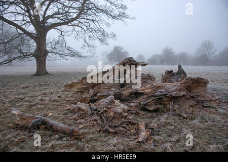 Log pile in early morning frost Stock Photo