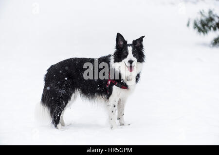 Border Collie in the snow. Stock Photo