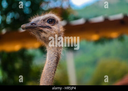 ostrich smiling close-up shot. deve kusu yakın plan Stock Photo