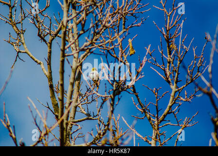 bird on a tree sitting singing Stock Photo