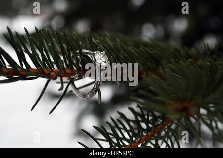 Engagement Ring On Pine Tree. Perfect for save the dates or wedding invites. Located in Forest City, Iowa. Stock Photo