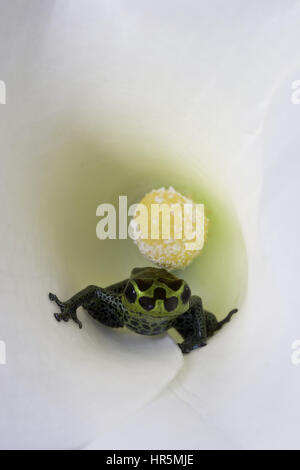 Mimic Poison Frog, Ranitomeya imitator, formerly Dendrobates imitator, is a tiny poison frog found in Amazonian Peru. Stock Photo