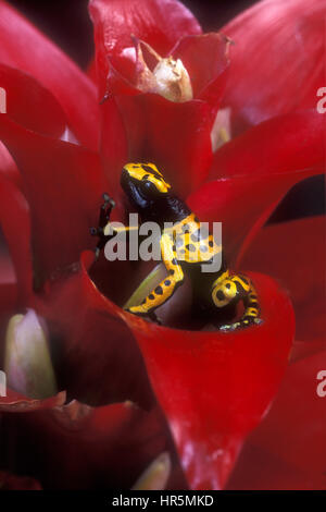 The Yellow-banded Poison Frog, Dendrobates leucomelas, is found in very humid tropical rainforests in northern South America. Stock Photo