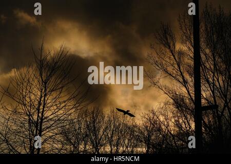 Bird flying between the trees under a dark sky Stock Photo