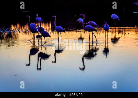 a flock of greater flamingos with reflection at sunset in the camargue , france , january 2017 Stock Photo