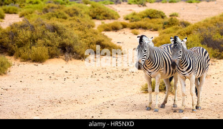 two zebras in Cape Town, Soth Africa Stock Photo