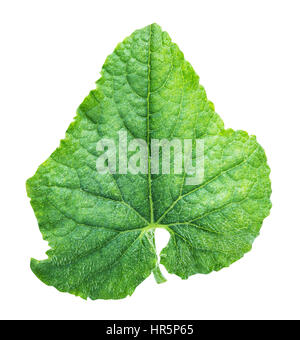 cucumber's leaf isolated on white background with clipping path Stock Photo