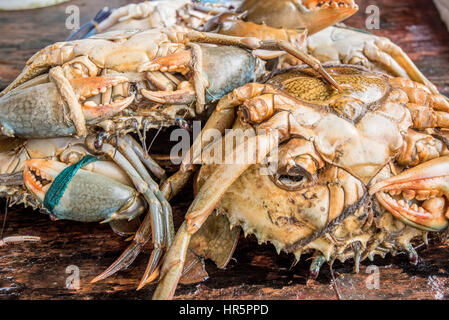 Fresh raw crabs on fishmarket in Asia Stock Photo