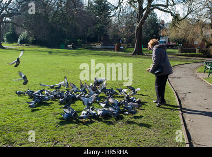 Pigeons feeding in Queens Park Loughborough Leicestershire UK Stock Photo