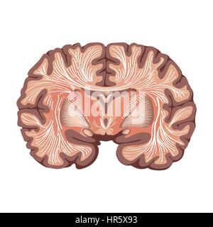Brain anatomy. Brain showing the basal ganglia and thalamic nuclei isolated on white background. Stock Vector