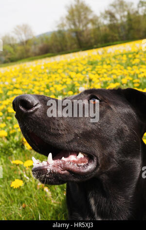 Portrait of big black dog in field.  Mission, BC, Canada Stock Photo