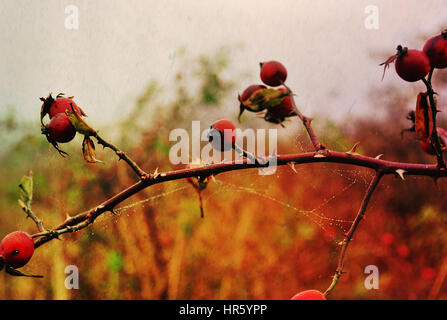 Beautiful wild briar rose hip in warm colours. Stock Photo