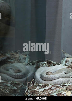 A captive coiled cobra in waiting for prey Stock Photo