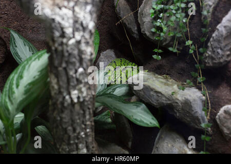 Green Sri Lankan pit viper coiled on a limb Stock Photo