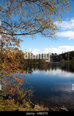 Rowan Tree in Autumn colours with ripe red  berries by the water's edge of Tarn Hows on a bright Autumn day Tarn Hows between Coniston and Ambleside Stock Photo