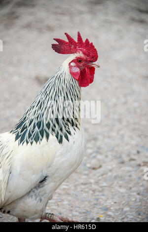 Close up of a Sussex Light cockerel on a farm in England Stock Photo